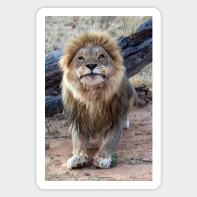 Lion in Namibia Sticker by HazelWright